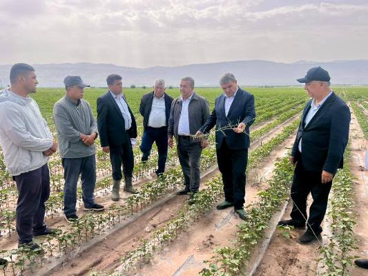 Tajikistan's Deputy Prime Minister inspected the cotton cultivation under film in the Yavan district.