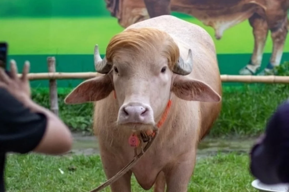 Donald Trump's albino buffalo escaped Eid al-Adha sacrifice