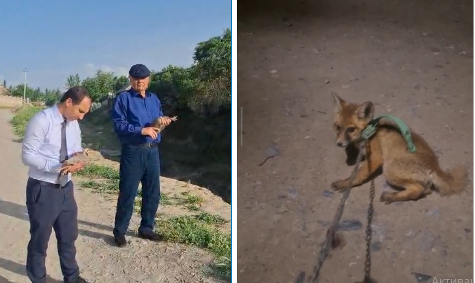 An Istaravshan resident was fined for illegally keeping wild animals.