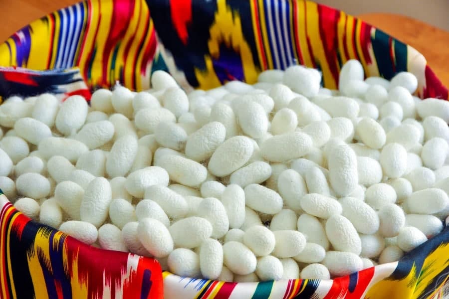 Khuroson silkworm breeders plan to harvest more than 10 tons of cocoons.