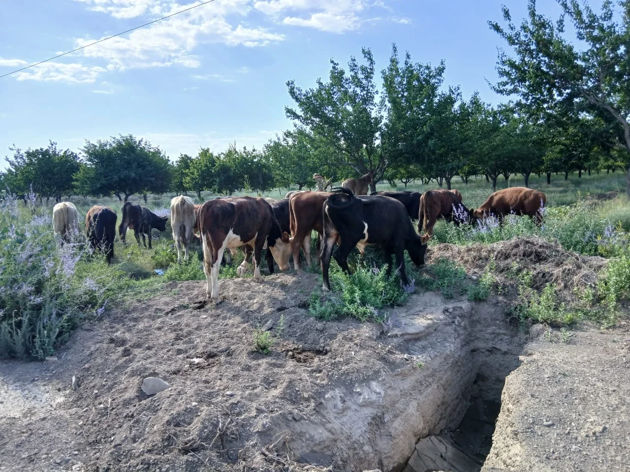 Kyrgyz border guards prevented an attempt to illegally transport cattle to Tajikistan.