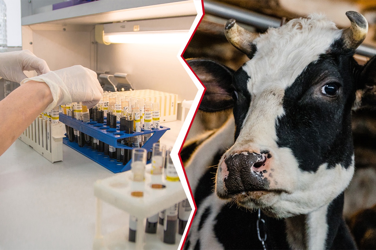 The UN Food and Agriculture Organization (FAO) has warned of a rise in transboundary animal diseases.