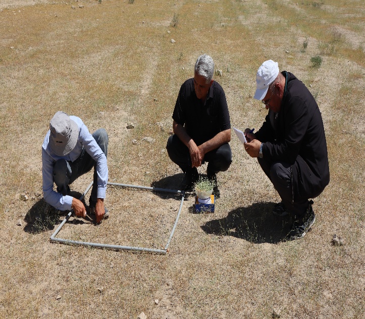 Pasture productivity in three districts of Khatlon has increased significantly