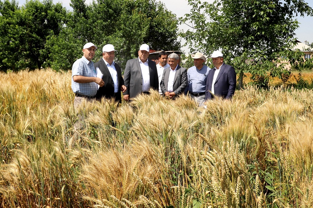 The Minister of Agriculture visited farms and an agricultural enterprise in Gissar