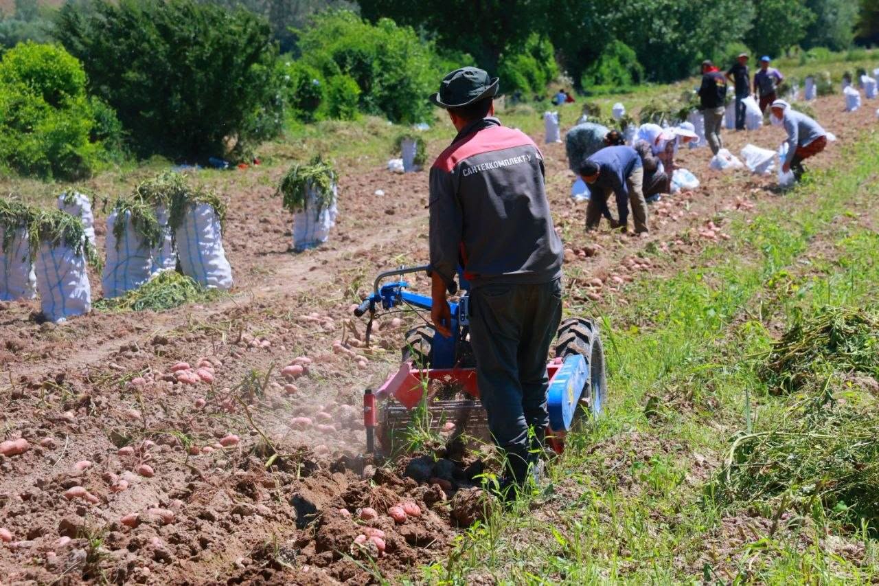 In Penjikent, following the harvest of early potatoes, re-seeding will be carried out on almost 3,900 hectares.