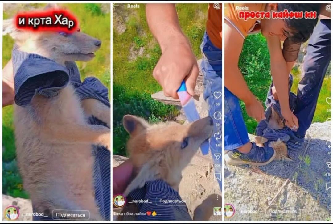 A case of cruelty to a fox cub is being investigated in Tajikistan.