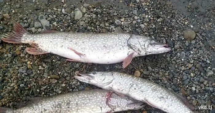 Three Tajik residents face criminal charges for illegal fishing.
