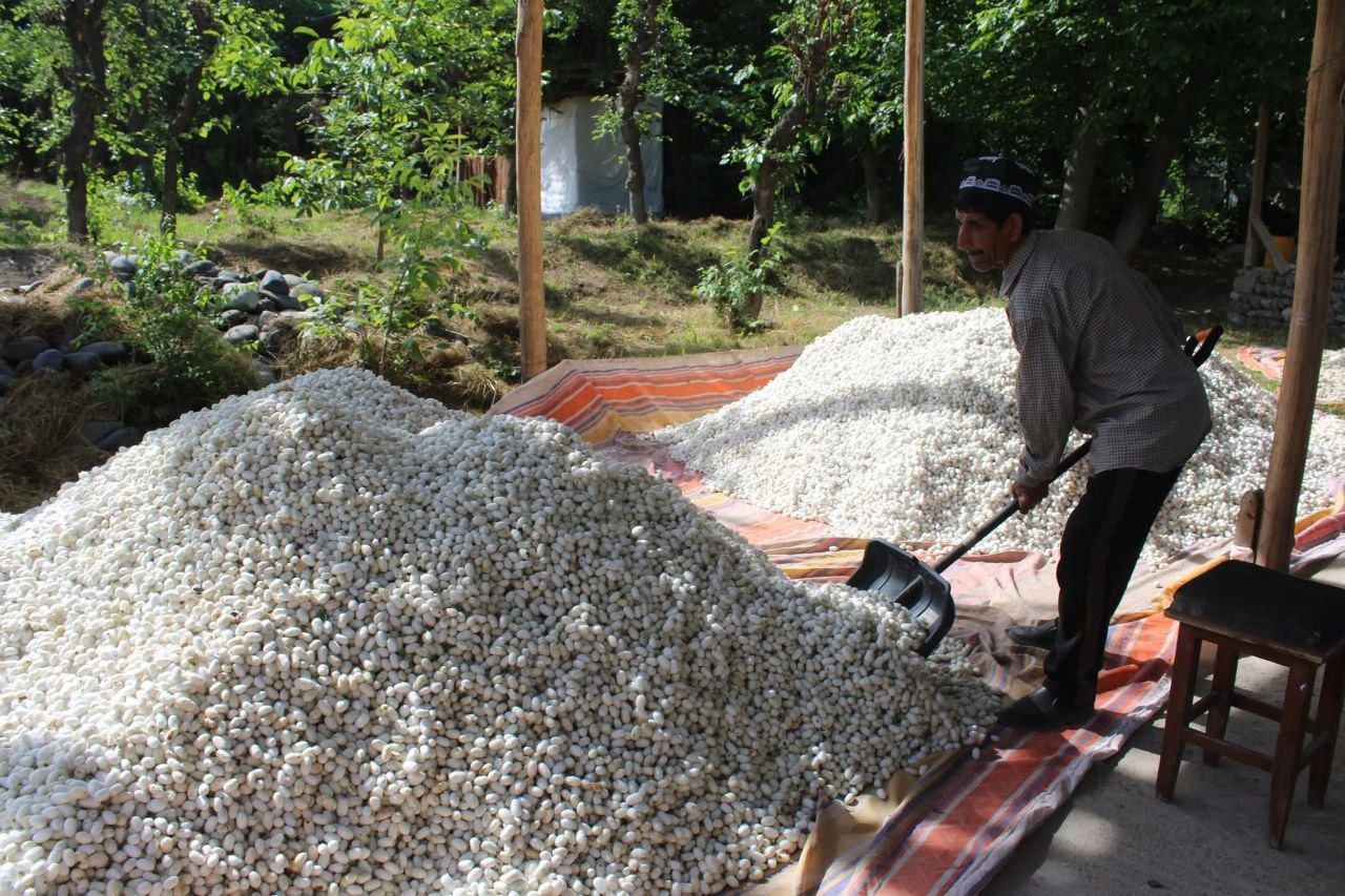 Panjakent silkworm breeders have begun delivering their cocoon harvest.