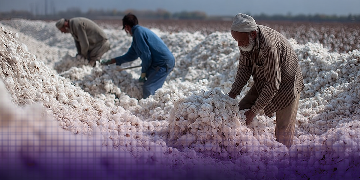 Cotton certification in Tajikistan has increased by almost 39%.