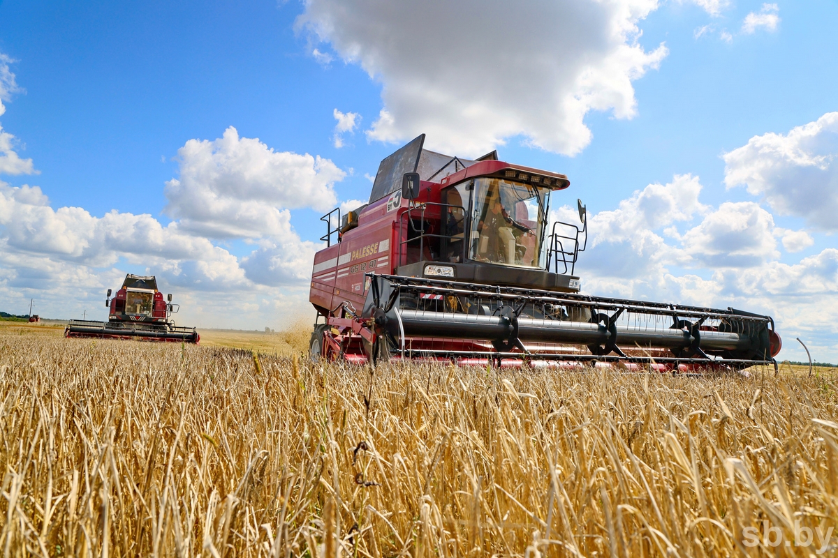 The Sino district harvested over 5,000 tons of agricultural produce in the first half of 2026.