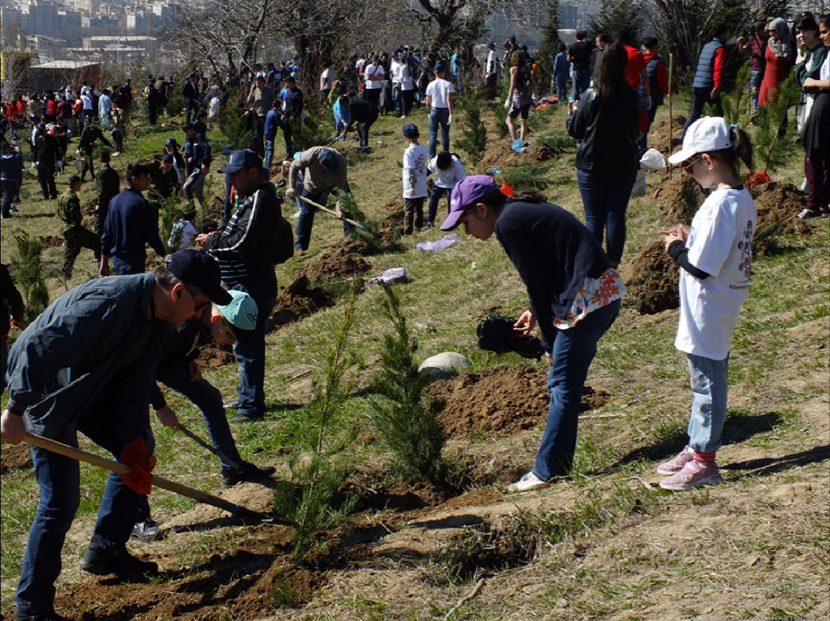 More than 3.7 million seedlings were planted in Tajikistan, exceeding the annual plan ahead of schedule.