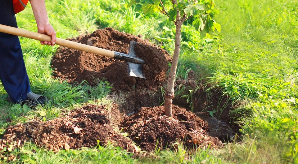 Over the past six months, more than 610,000 trees and 12.5 million flowers have been planted in Dushanbe.