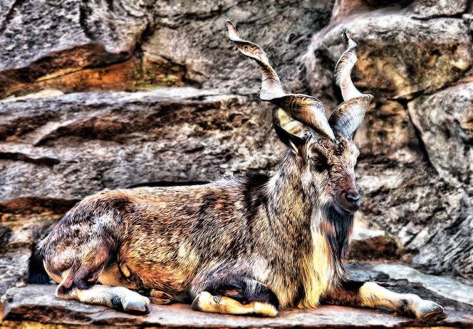 The number of markhor in Tajikistan has exceeded 7,000 individuals.