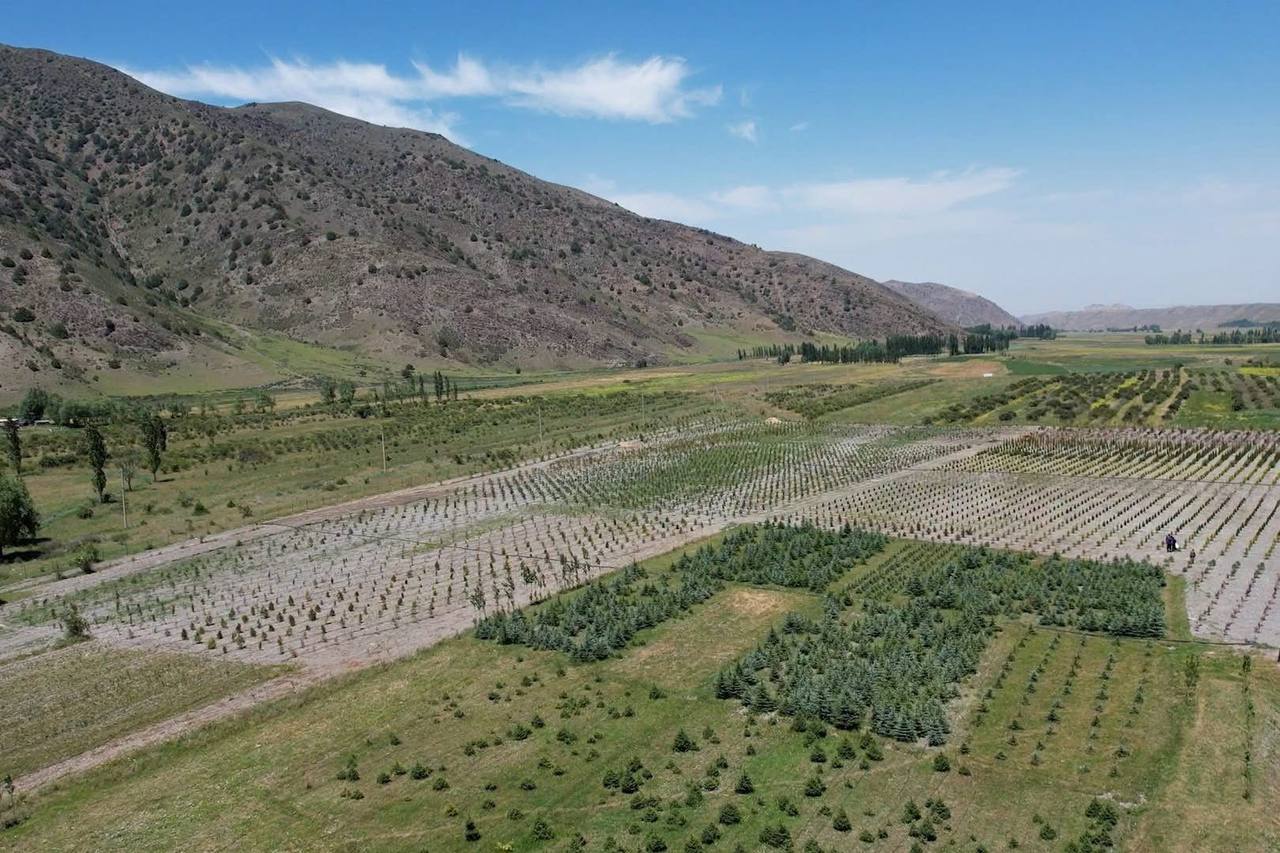In Tajikistan's forest nurseries, crops have been sown on an area of ​​over 45 hectares in six months.