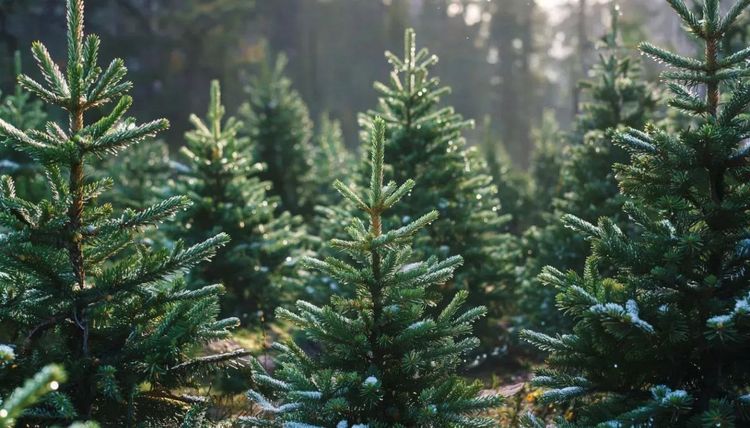 New forest nurseries covering over 78 hectares have been created in Tajikistan.
