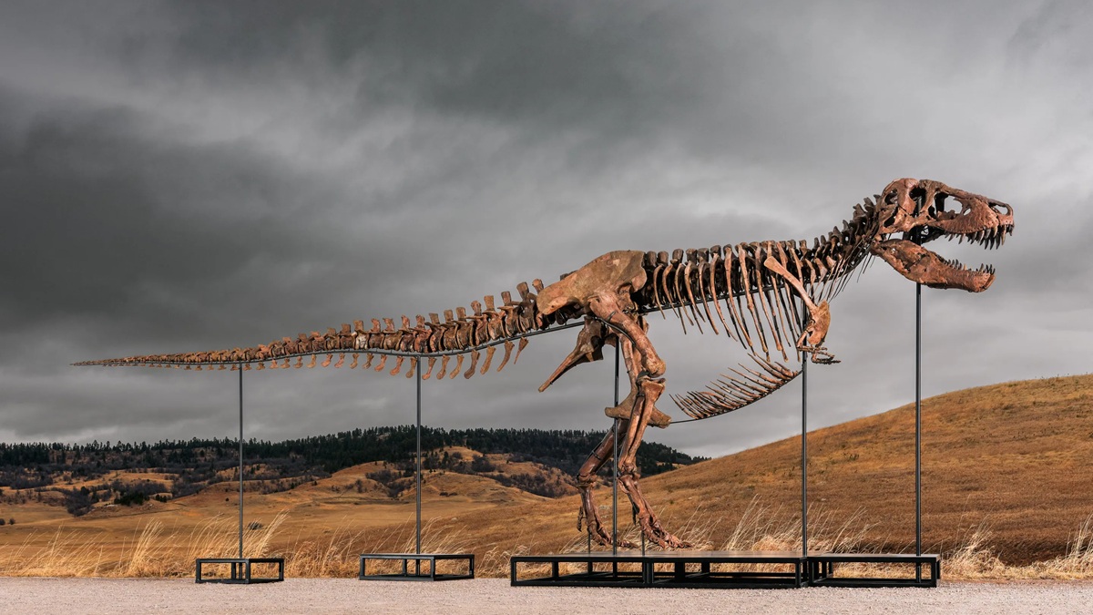 Tyrannosaurus Rex skeleton sold for record $50.1 million